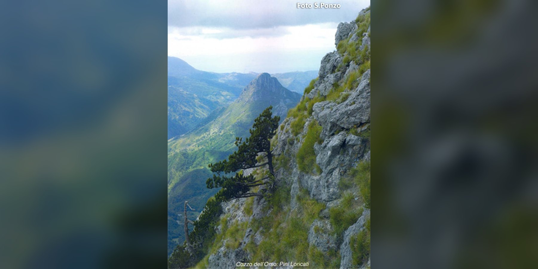 Cozzo dell'Orso: Pini Loricati - Foto S.Ponzo