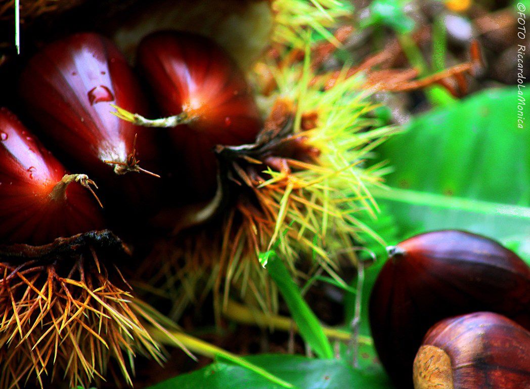 Castagne di San Donato di Ninea - Ph. R. La Monica