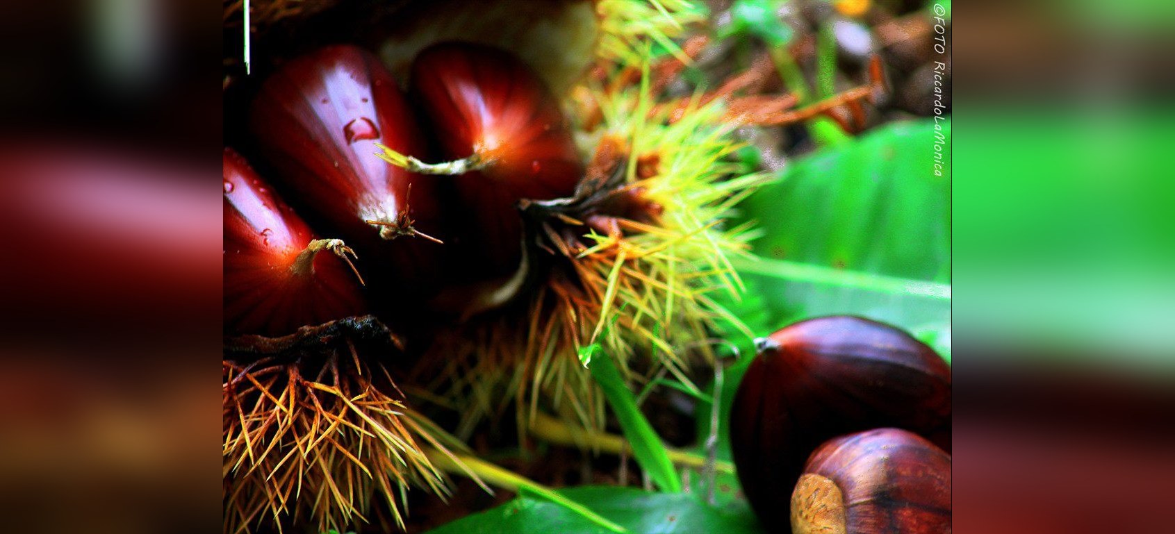 Castagne - Ph. R. La Monica