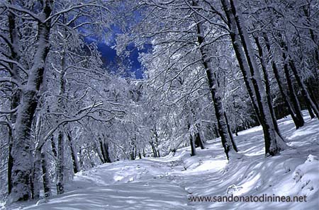 Cresta di Vallescura - Faggeta innevata
