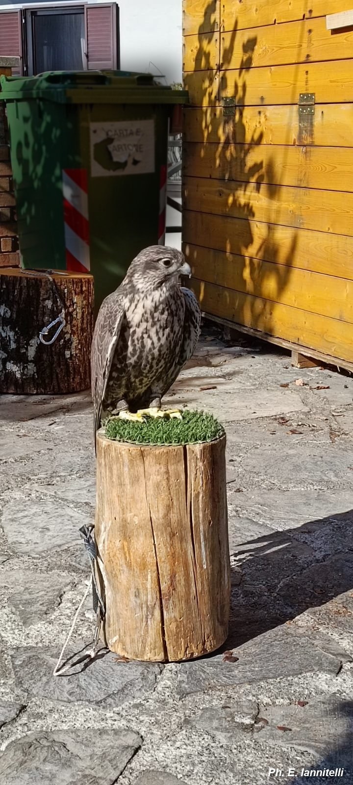 Falco pellegrino